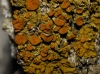 Xanthoria parietina Xanthoria parietina