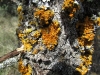 Xanthoria parietina Xanthoria parietina