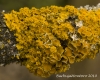 Xanthoria polycarpa (Hoffm.) Th. Fr. ex Rieber.