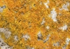 Xanthoria calcicola Ochsner Xanthoria calcicola Ochsner