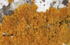 Xanthoria calcicola Ochsner Xanthoria calcicola Ochsner