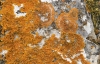 Xanthoria calcicola y Caloplaca flavescens Xanthoria calcicola y Caloplaca flavescens