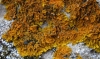 Xanthoria cf. calcicola Xanthoria cf. calcicola