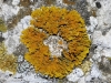 Xanthoria cf. parietina Xanthoria cf. parietina