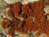 Xanthoria elegans (Link.) Th. Fr.
