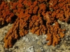 Xanthoria elegans (Link.) Th. Fr.