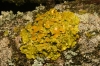 Xanthoria parietina (L.) Th. Fr.