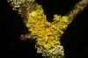 Xanthoria parietina (L.) Th. Fr.