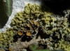 Xanthoria parietina Xanthoria parietina