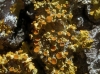 Xanthoria parietina Xanthoria parietina