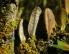 Xanthoria parietina Xanthoria parietina