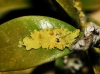 Xanthoria parietina Xanthoria parietina
