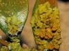 Xanthoria parietina Xanthoria parietina