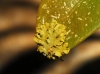 Xanthoria parietina Xanthoria parietina