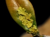 Xanthoria parietina Xanthoria parietina