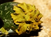 Xanthoria parietina Xanthoria parietina