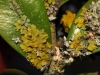 Xanthoria parietina Xanthoria parietina