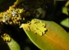 Xanthoria parietina y Physcia adscendens Xanthoria parietina y Physcia adscendens