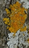Xanthoria parietina y Physcia aipolia Xanthoria parietina y Physcia aipolia
