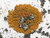 aff. Caloplaca gr. saxicola aff. Caloplaca gr. saxicola