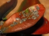 aff. Hyperphyscia adglutinata aff. Hyperphyscia adglutinata