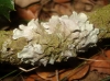 aff. Parmelina tiliacea aff. Parmelina tiliacea