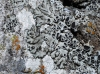aff. Phaeophyscia aff. Phaeophyscia