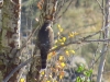 Accipiter nisus
