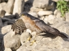 Accipiter nisus