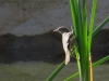 Acrocephalus arundinaceus