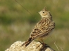 Alauda arvensis