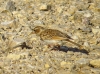 Alauda arvensis