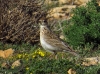Alauda arvensis