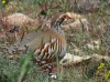 Alectoris rufa