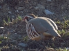 Alectoris rufa