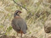Alectoris rufa