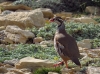 Alectoris rufa