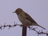 Anthus pratensis Anthus pratensis