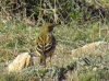 Anthus pratensis Anthus pratensis