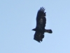 Aquila chrysaetos Aquila chrysaetos