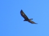 Aquila chrysaetos