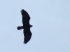 Aquila chrysaetos