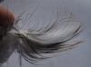 Ardea cinerea