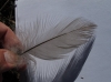 Ardea cinerea