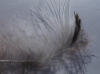 Ardea cinerea