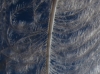 Ardea cinerea