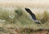 Ardea cinerea
