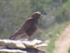 Buteo buteo Buteo buteo