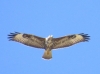 Buteo buteo