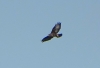 Buteo buteo Buteo buteo